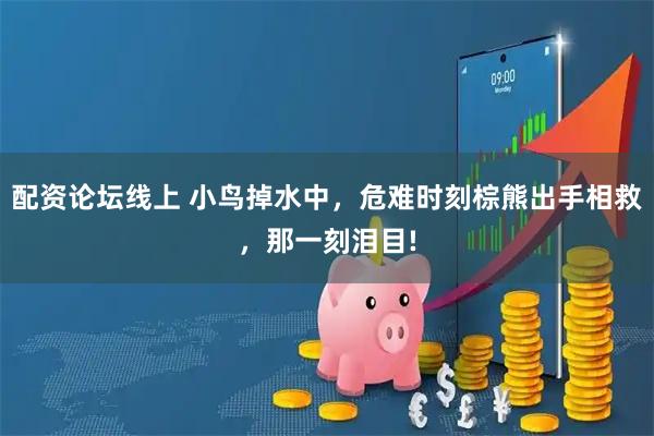 配资论坛线上 小鸟掉水中，危难时刻棕熊出手相救，那一刻泪目!